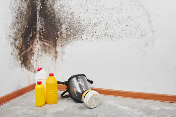 Best Toxic Mold Removal  in Albion, IN