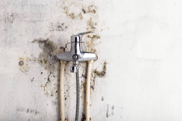 Best Mold Remediation  in Albion, IN