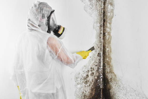 Best Mold Removal Company Near Me  in Albion, IN