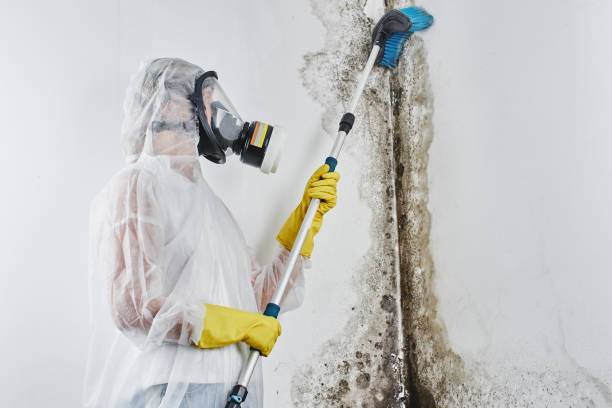 Best Professional Mold Removal  in Albion, IN