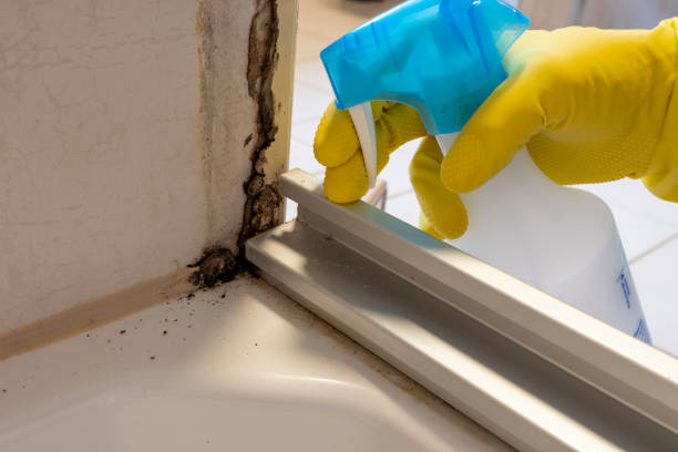 Best Mold Cleaning Services  in Albion, IN