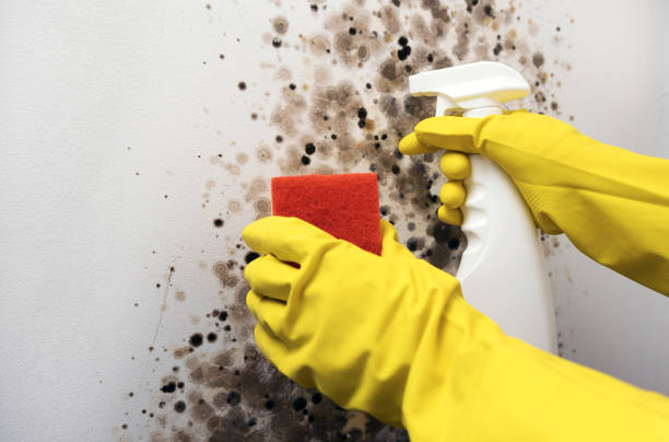 Best Best Mold Removal Companies  in Albion, IN