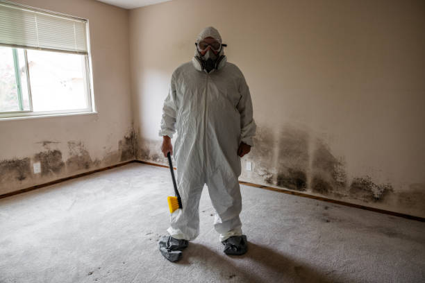 Best Mold Damage Repair  in Albion, IN