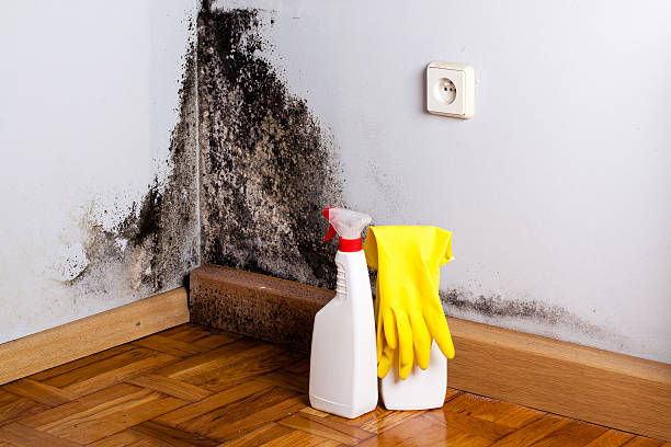Best Local Mold Removal Service  in Albion, IN