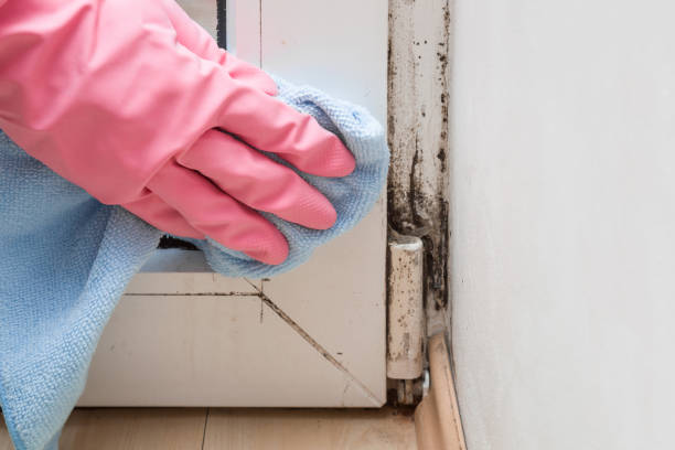 Best Fast Mold Removal  in Albion, IN