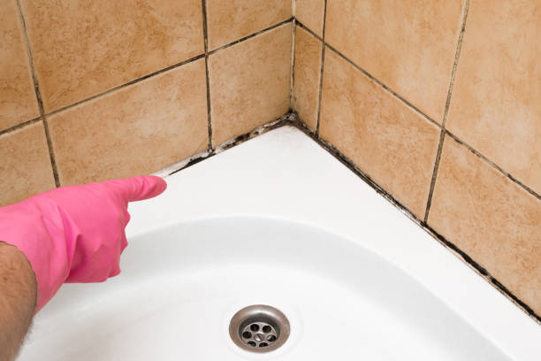 Best Professional Mold Removal  in Albion, IN