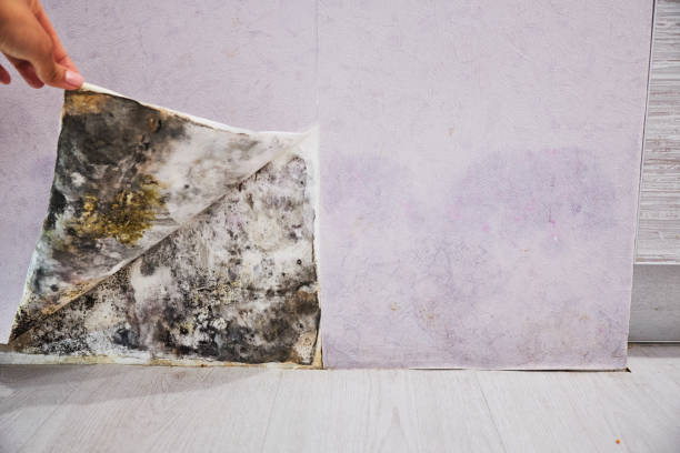 Best Residential Mold Removal  in Albion, IN